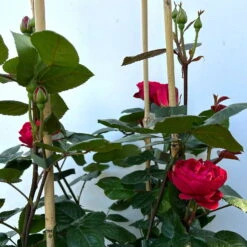 Beetrose 'Kompass'®, Rot, Doppelbogen, Topf 10 Liter 23 Beetrose 'Kompass'®, Rot, Doppelbogen, Topf 10 Liter -LECHUZA || Elho Verkaufsgeschäft 0460851126 rose kompass premium doppelbogen 5 124634