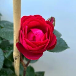 Beetrose 'Kompass'®, Rot, Doppelbogen, Topf 10 Liter 22 Beetrose 'Kompass'®, Rot, Doppelbogen, Topf 10 Liter -LECHUZA || Elho Verkaufsgeschäft 0460851126 rose kompass premium doppelbogen 6 124633