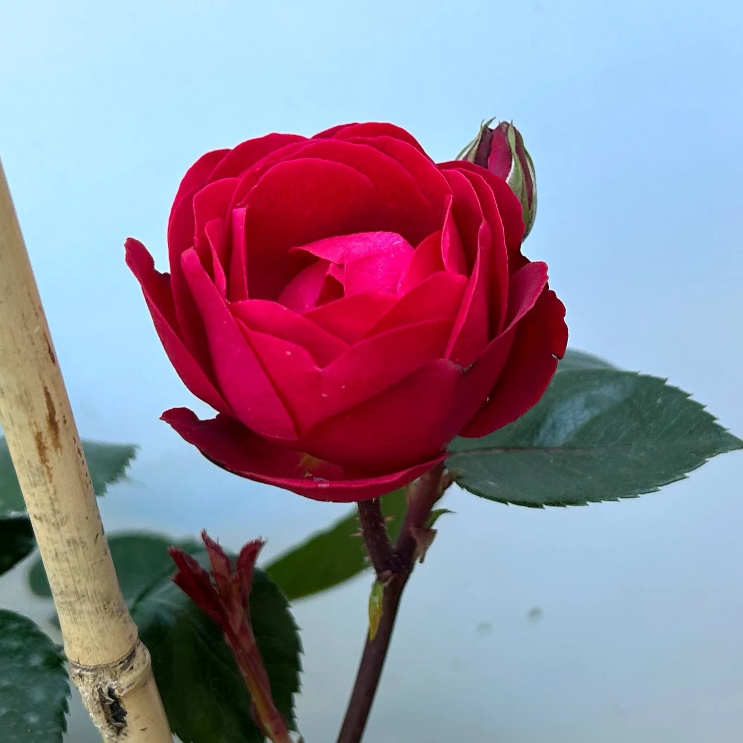 Beetrose 'Kompass'®, Rot, Doppelbogen, Topf 10 Liter 9 Beetrose 'Kompass'®, Rot, Doppelbogen, Topf 10 Liter – Bild 7