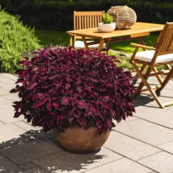 Buntnessel 'Royalty' Rot-pink, Topf-Ø 12 Cm, 6er-Set -LECHUZA || Elho Verkaufsgeschäft 0610180190 Solenostemon scut T12 Presidio 6er Set WS 4 91834