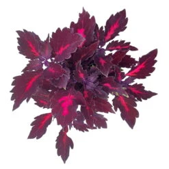 Buntnessel 'Royalty' Rot-pink, Topf-Ø 12 Cm, 6er-Set -LECHUZA || Elho Verkaufsgeschäft 0610180190 Solenostemon scut T12 Royalty 6er Set WS 9 92056