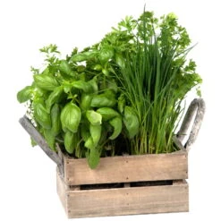 Küchenkräuterkiste Mit Saatgut & Anzuchterde 5 Küchenkräuterkiste Mit Saatgut & Anzuchterde -LECHUZA || Elho Verkaufsgeschäft 0710201026 4 in einer Kiste Kuechenkraeuter 4 Tueten mit Kuechenkraeuter 2 115759