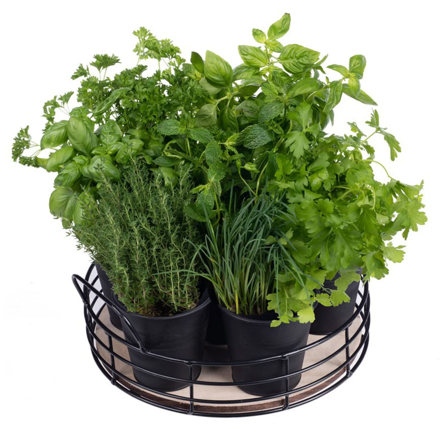 Home Collection Küchenkräuter-Tablett, 6 Eimer Mit Saatgut 4 Home Collection Küchenkräuter-Tablett, 6 Eimer Mit Saatgut – Bild 2