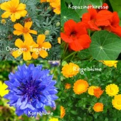 Blumensamen-Set Gourmet Blumen, Essbar, Bienenfreundlich, Dekorativ 11 Blumensamen-Set Gourmet Blumen, Essbar, Bienenfreundlich, Dekorativ -LECHUZA || Elho Verkaufsgeschäft 0710403583 Blumensamen Set Gourmet Blumen 4essbare Sorten mit organ Duenger 5 60480