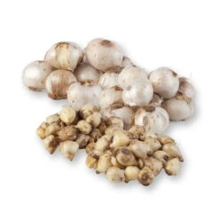 Zierlauchpaket 70 Alliumzwiebeln 7 Zierlauchpaket 70 Alliumzwiebeln -LECHUZA || Elho Verkaufsgeschäft 0720800124 koelles beste allium kollektion zierlauch verschiedene sorten 70stueck gesamt 2673