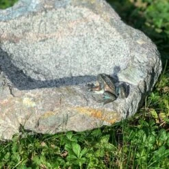 Rottenecker Vogeltränke Mit Frosch & Eidechse, Granit/Bronze, 10 X 25 X 20 Cm 5 Rottenecker Vogeltränke Mit Frosch & Eidechse, Granit/Bronze, 10 X 25 X 20 Cm -LECHUZA || Elho Verkaufsgeschäft 0910170050 Vogeltraenke mini FroschEidechse Naturstein granit zoom 117876