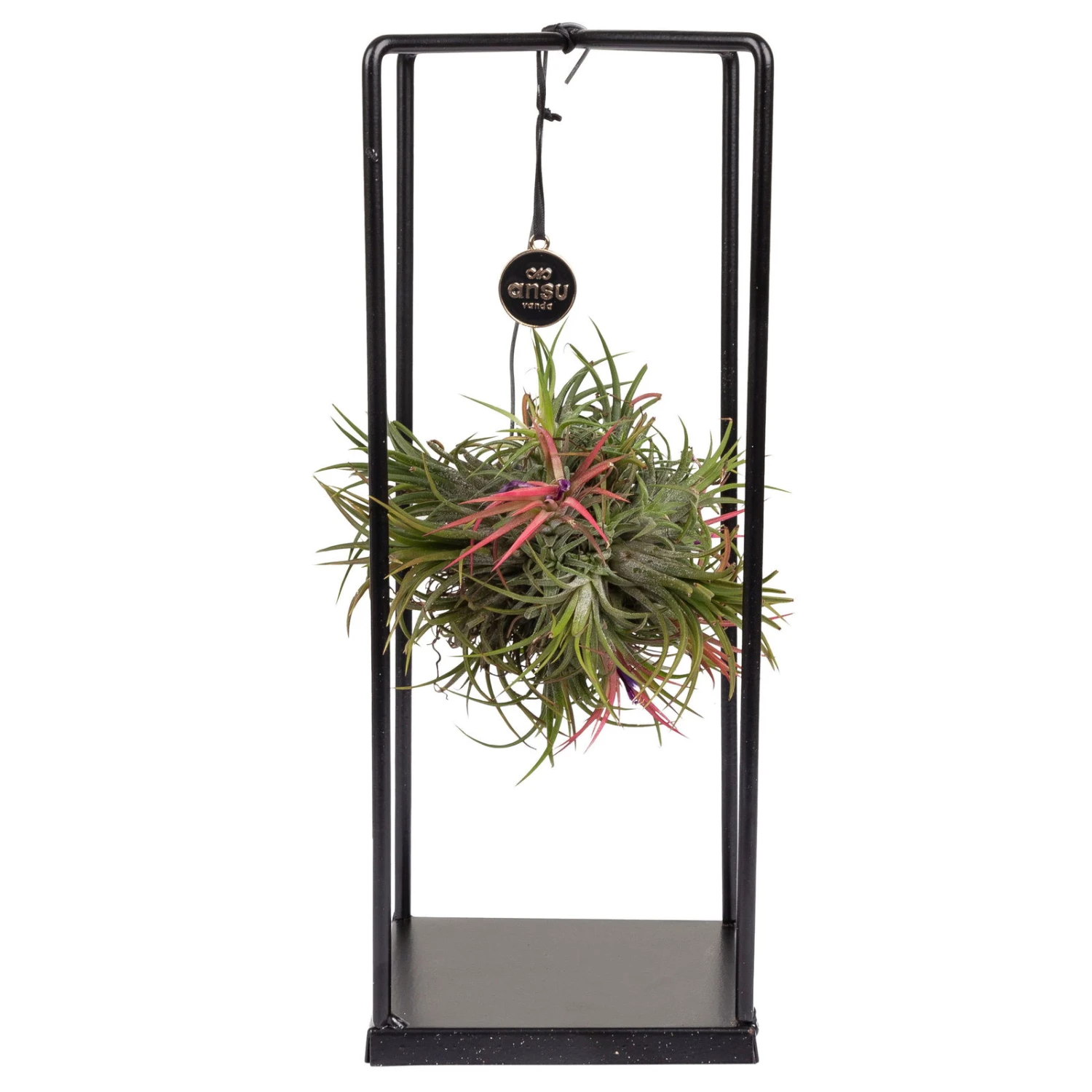 Tillandsia 'Magic Ball' In Eckigem Metallgestell, 17cm Ø 5 Tillandsia 'Magic Ball' In Eckigem Metallgestell, 17cm Ø – Bild 3