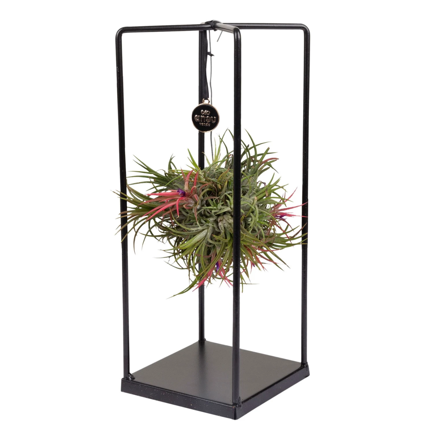 Tillandsia 'Magic Ball' In Eckigem Metallgestell, 17cm Ø 4 Tillandsia 'Magic Ball' In Eckigem Metallgestell, 17cm Ø – Bild 2