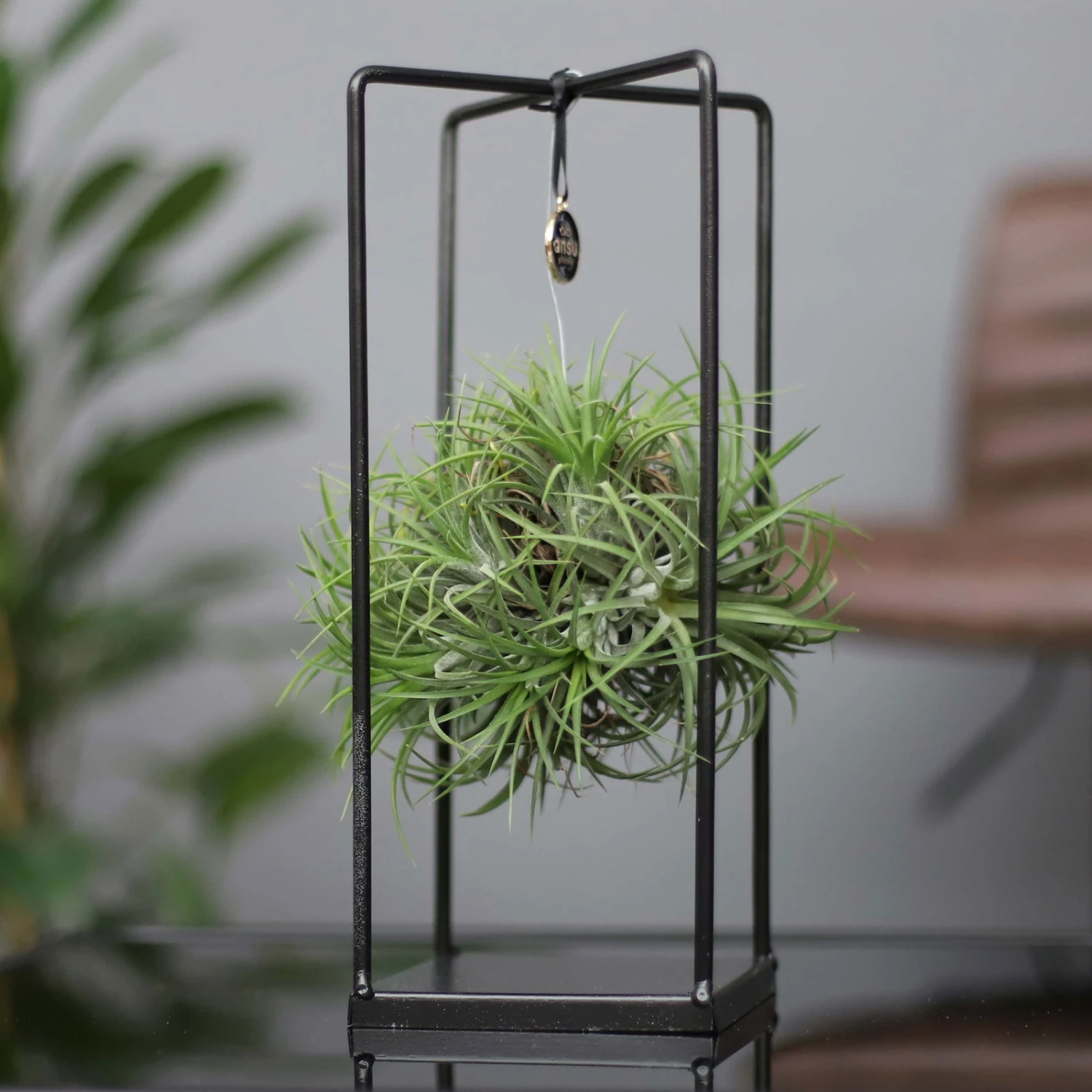 Tillandsia 'Magic Ball' In Eckigem Metallgestell, 17cm Ø 3 Tillandsia 'Magic Ball' In Eckigem Metallgestell, 17cm Ø