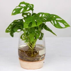 Monstera 'Water Roots' In Glasvase Ohne Erde Ø 12cm, Mit LED-Holzuntersetzer -LECHUZA || Elho Verkaufsgeschäft 1530102426 Monstera Monkey Mask im Wasserglas 2 87501