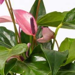 Anthurie 'Water Roots' Rosa, Sorte 'Zizou', In Glasvase 12cm Ø, Ohne Erde -LECHUZA || Elho Verkaufsgeschäft 1530103038 Anthurie Zizou rosa in Glasvase 3 108121