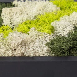 Eckiges Moosbild Mit Schwarzem Rahmen, Klein, 24 X 17 Cm 11 Eckiges Moosbild Mit Schwarzem Rahmen, Klein, 24 X 17 Cm -LECHUZA || Elho Verkaufsgeschäft 1530150085 Moosbild eckig 24 cm 2 115779