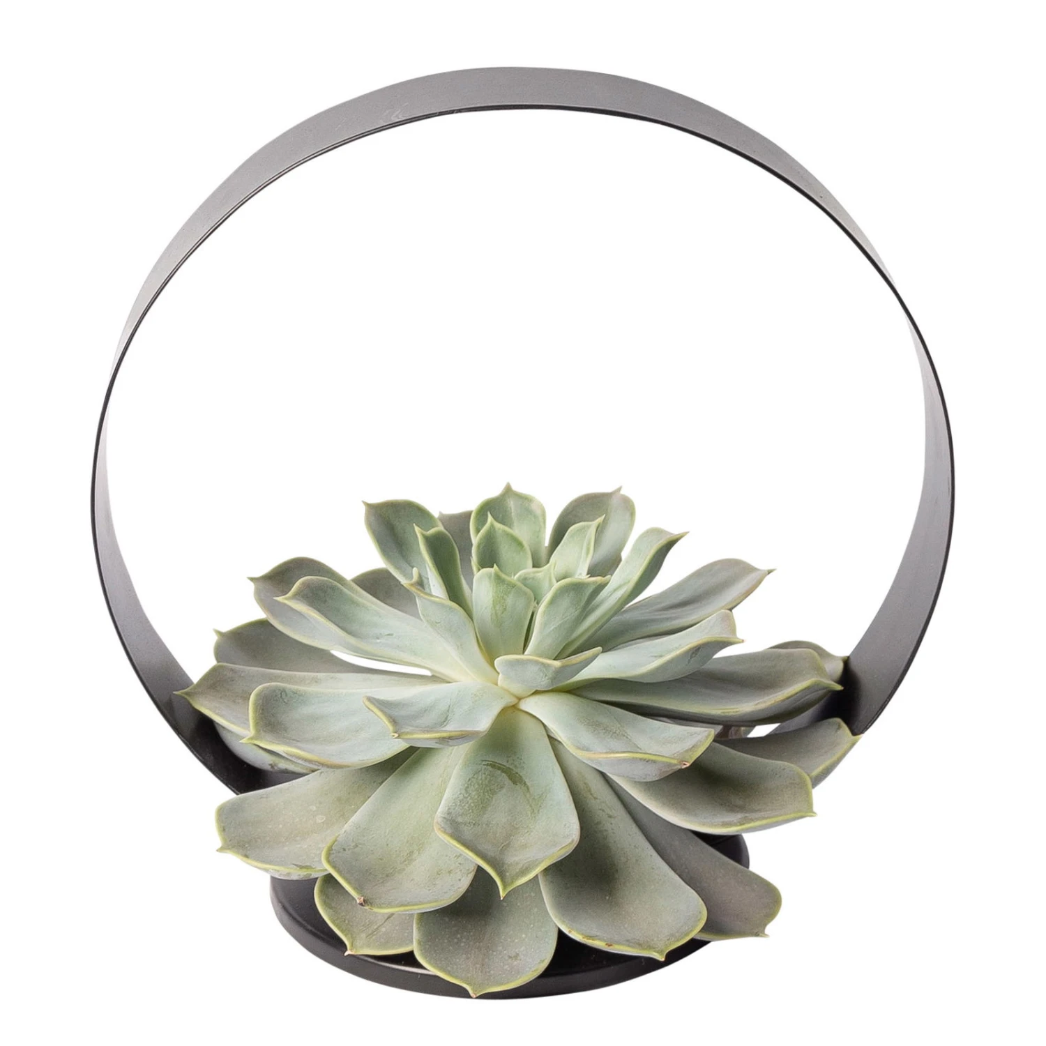 Sukkulente Im Metallring, Höhe Ca. 22 Cm 4 Sukkulente Im Metallring, Höhe Ca. 22 Cm – Bild 2