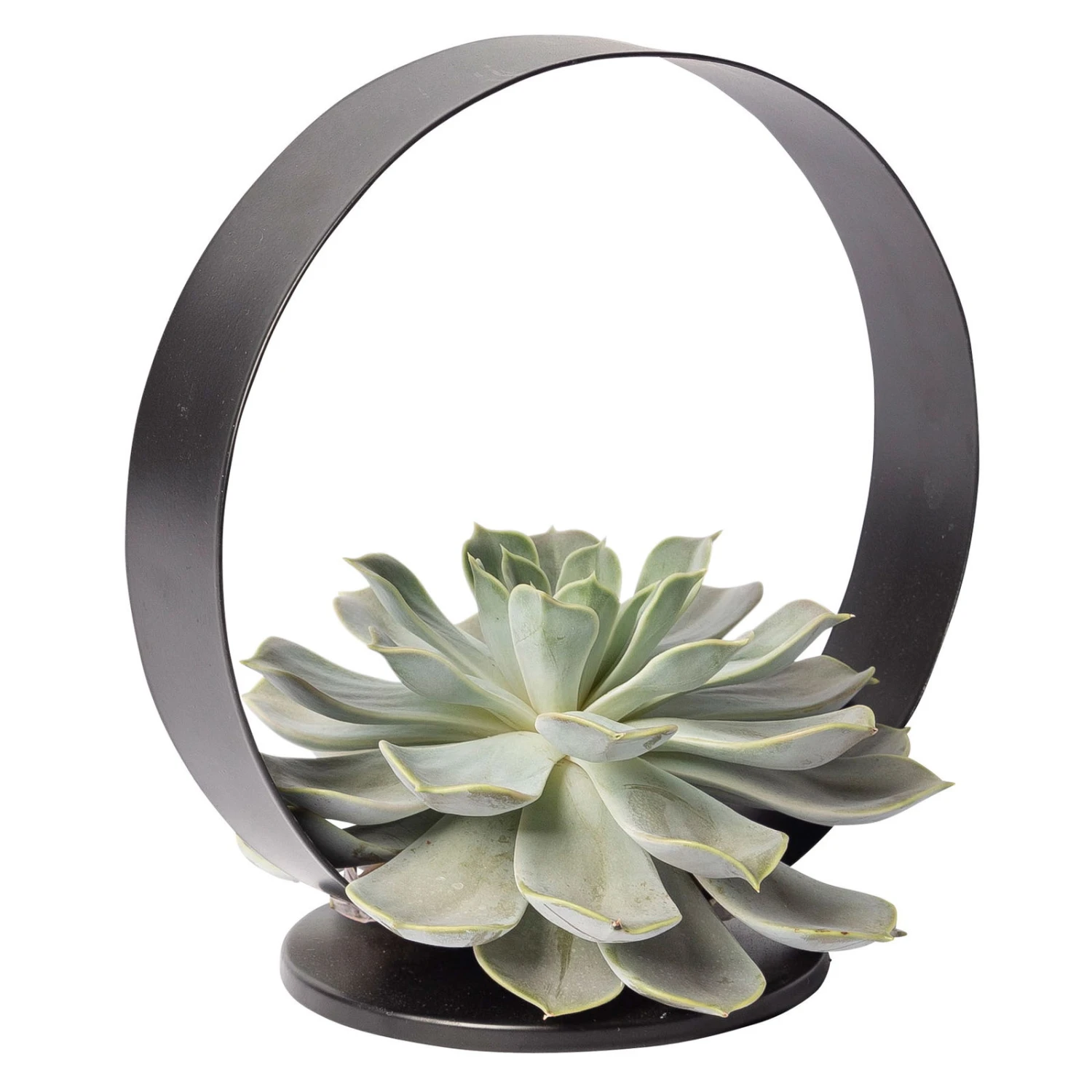 Sukkulente Im Metallring, Höhe Ca. 22 Cm 3 Sukkulente Im Metallring, Höhe Ca. 22 Cm