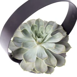 Sukkulente Im Metallring, Höhe Ca. 22 Cm 9 Sukkulente Im Metallring, Höhe Ca. 22 Cm -LECHUZA || Elho Verkaufsgeschäft 1530150097 Echevieria im Metallring D20cm 3 116603