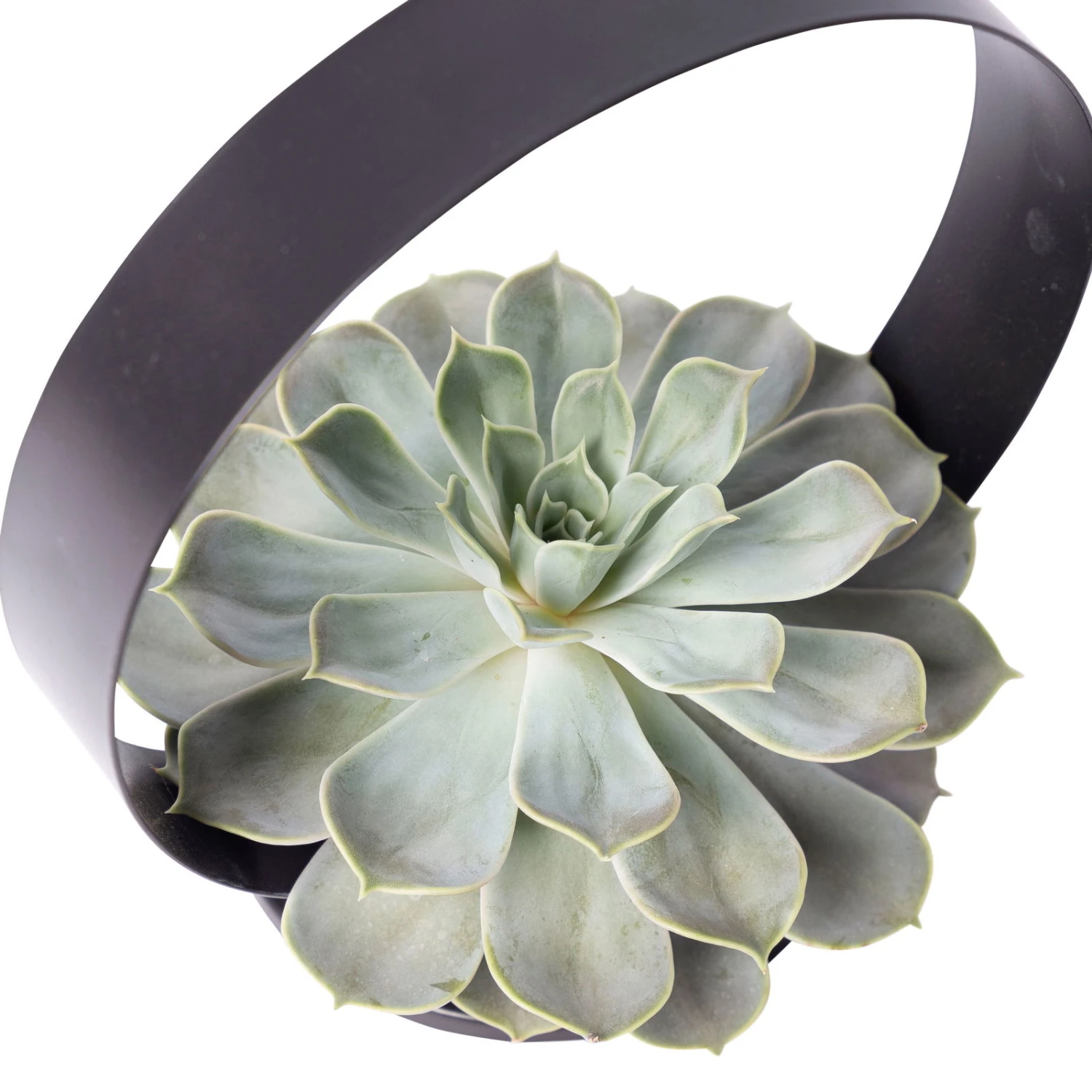Sukkulente Im Metallring, Höhe Ca. 22 Cm 5 Sukkulente Im Metallring, Höhe Ca. 22 Cm – Bild 3