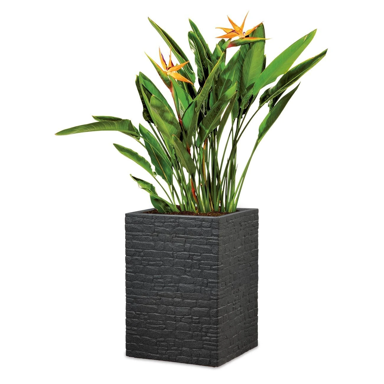 Pflanzgefäß 'Muretto High', Eckig, Stein, Schwarz, Kunststoff 3 Pflanzgefäß 'Muretto High', Eckig, Stein, Schwarz, Kunststoff