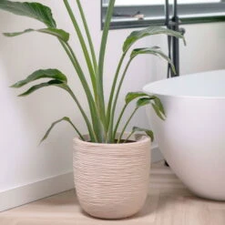 Pflanzgefäß 'Rib', Beige, Ø 35 X H 34 Cm 9 Pflanzgefäß 'Rib', Beige, Ø 35 X H 34 Cm -LECHUZA || Elho Verkaufsgeschäft 3210104126 3210104127 pflanzgefaess rib beige 3 116921