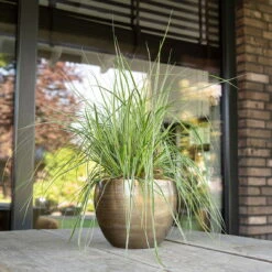 Pflanzgefäß 'Rowen', Gold, Ø 19 X H 13 Cm -LECHUZA || Elho Verkaufsgeschäft 3210801608 Pflanzgefaess Rowen gold 1 114972