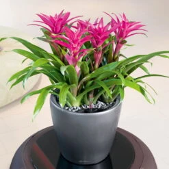 LECHUZA Classico Premium 35 LS, Anthrazit-metallic, All-in-One-Set, Ø 35 Cm H:33 Cm