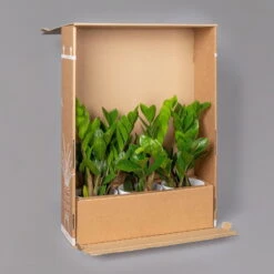 Aglaonema 'Stripes', Topf-Ø 12 Cm Mit Übertopf Dallas Weiß -LECHUZA || Elho Verkaufsgeschäft B2 02 Karton Sets mit Keramik 2 126160 1
