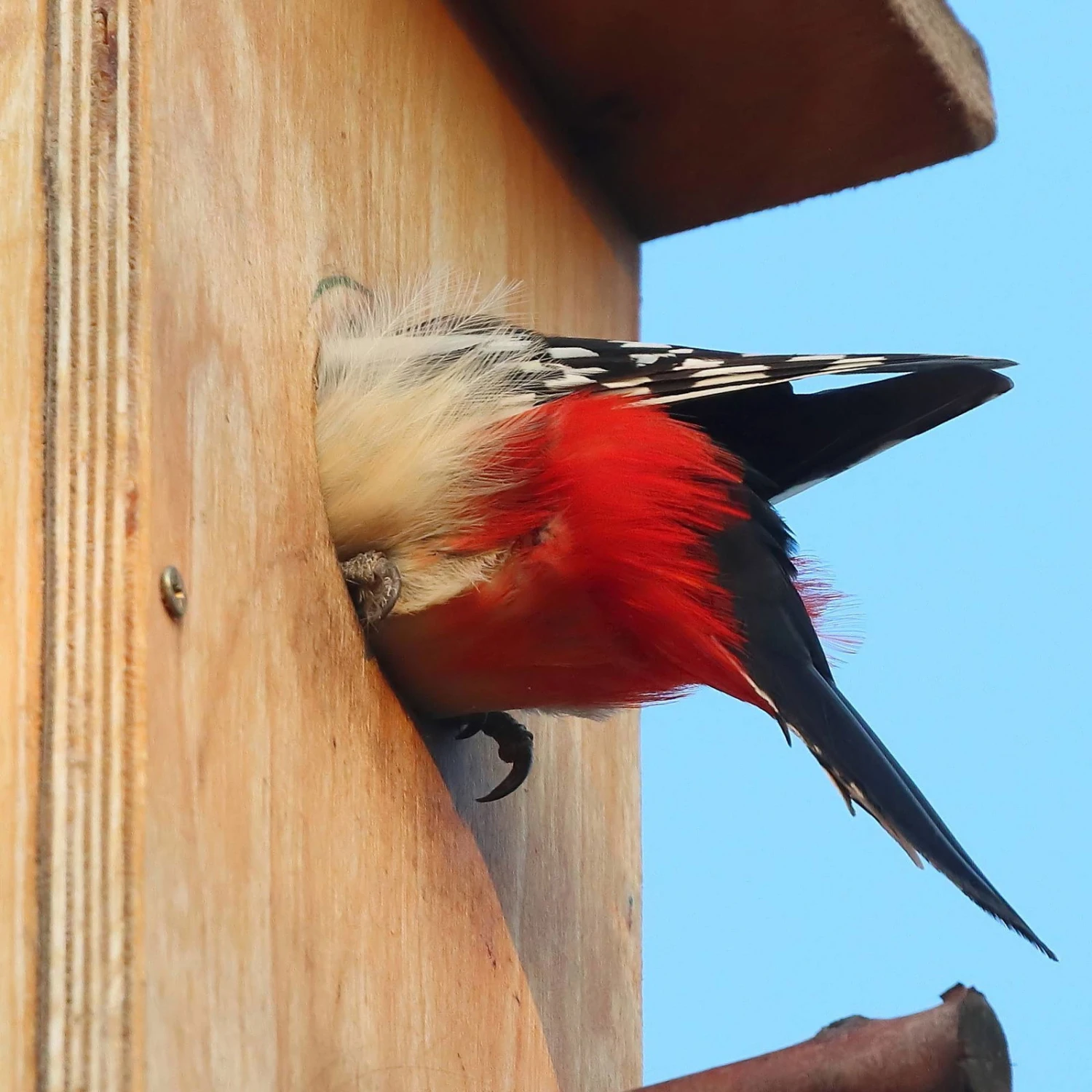 Nistkasten Für Buntspecht Aus Kiefernholz, Ca. 19x23,5x54,5 Cm 4 Nistkasten Für Buntspecht Aus Kiefernholz, Ca. 19x23,5x54,5 Cm – Bild 2