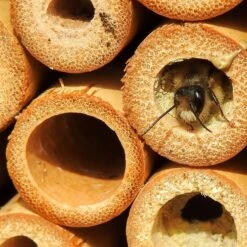 Insektenhotel Mit Schrägdach, Natur, Holz. Bambus, 28 X 9 X 38 Cm, 2,19 Kg 5 Insektenhotel Mit Schrägdach, Natur, Holz. Bambus, 28 X 9 X 38 Cm, 2,19 Kg -LECHUZA || Elho Verkaufsgeschäft insektenhotel biene 117841