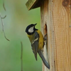 Nistkasten Zum Beobachten Aus Kiefernholz 5 Nistkasten Zum Beobachten Aus Kiefernholz -LECHUZA || Elho Verkaufsgeschäft nistkasten blaumeisen beobachtung zoom 117820
