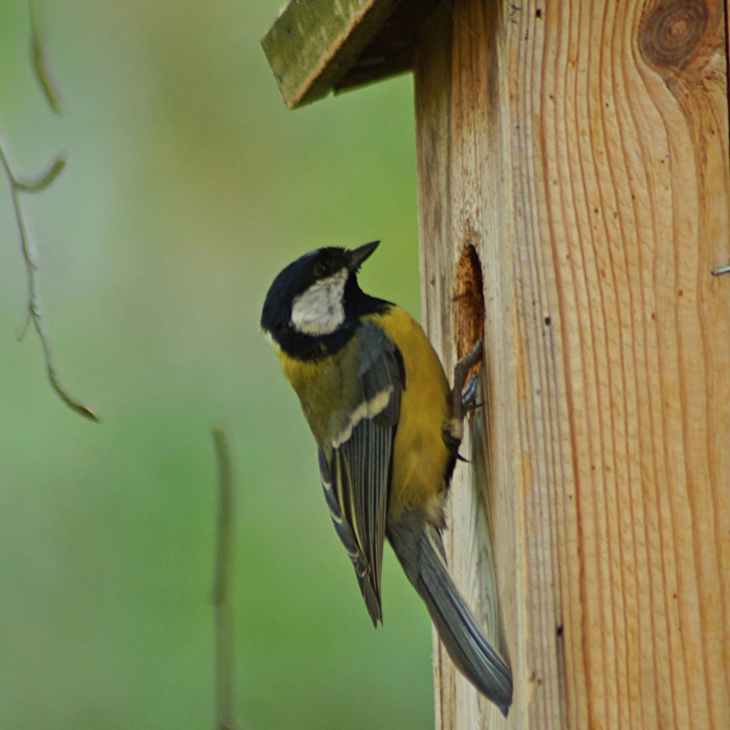 Nistkasten Zum Beobachten Aus Kiefernholz 4 Nistkasten Zum Beobachten Aus Kiefernholz – Bild 2