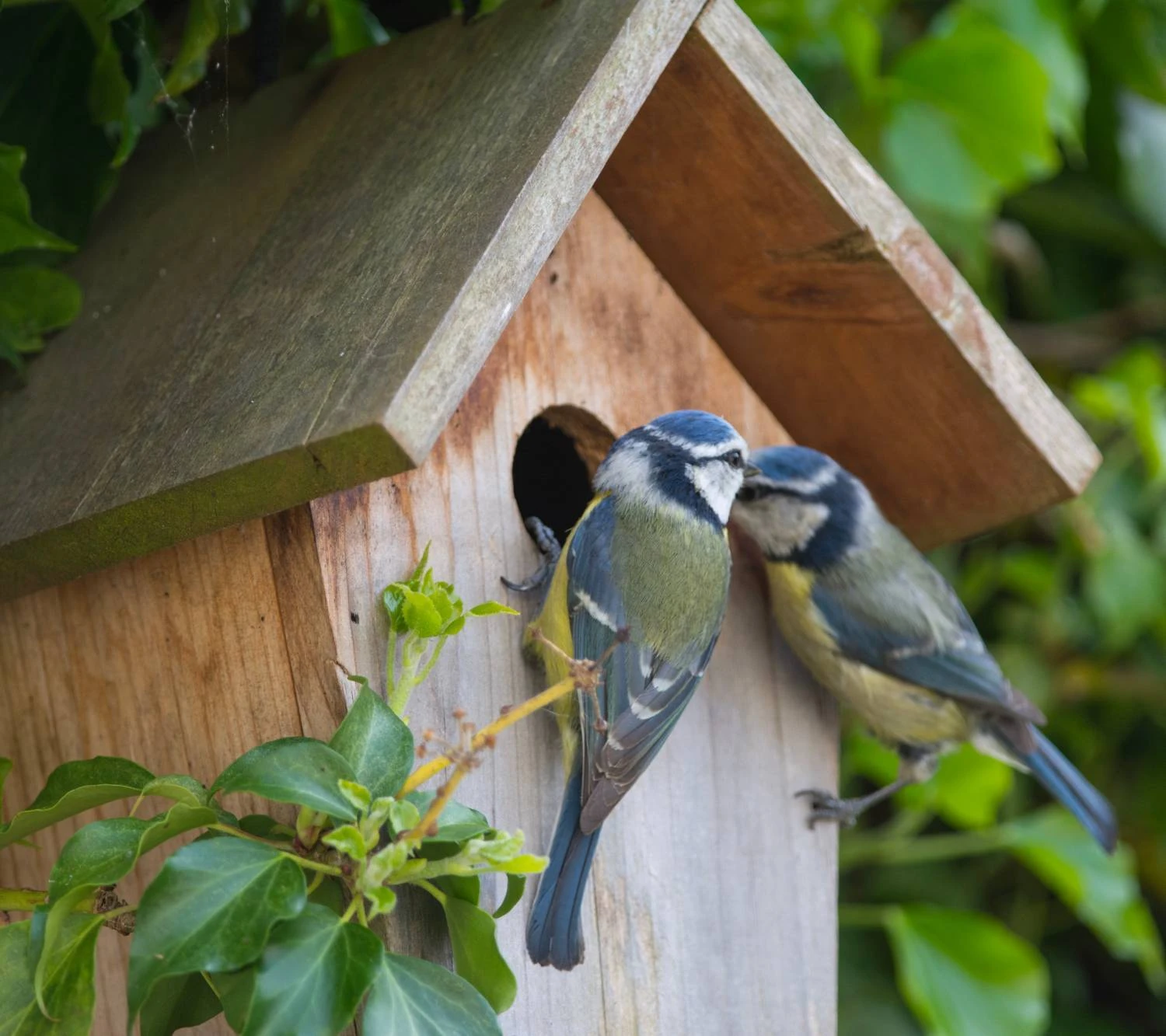 Nistkasten Für Blaumeisen 3 Nistkasten Für Blaumeisen – Bild 2